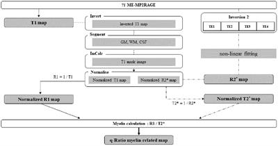 Quantitative myelin-related maps from R1 and T2* ratio images using a single ME-MP2RAGE sequence in 7T MRI